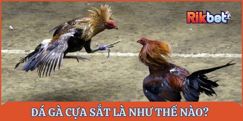 Đá gà cựa sắt là gì?